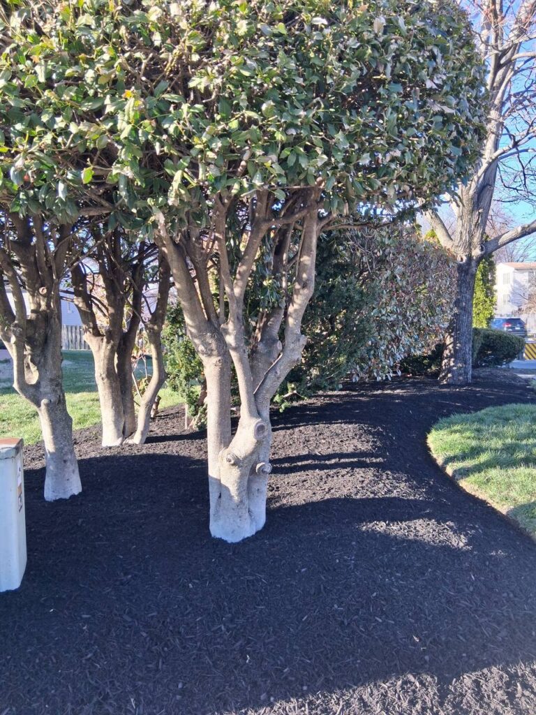 Fresh Mulch Tree Beds