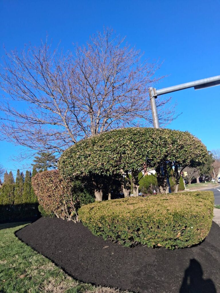 Shaped Hedges & Mulch